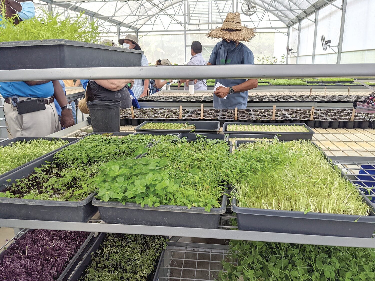 A look at the microgreens grown in this urban farm greenhouse at the Harpke Family Farm.